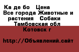 Ка де бо › Цена ­ 25 000 - Все города Животные и растения » Собаки   . Тамбовская обл.,Котовск г.